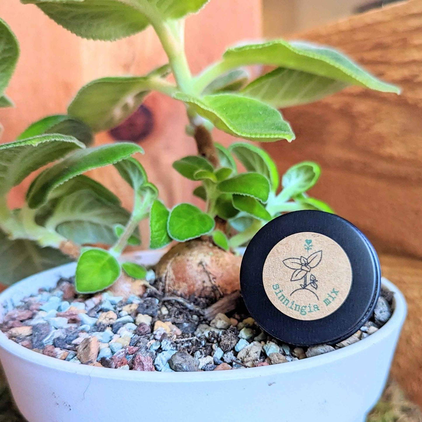 Seed label on soil with young Sinningia mix plant and small fuzzy leaves