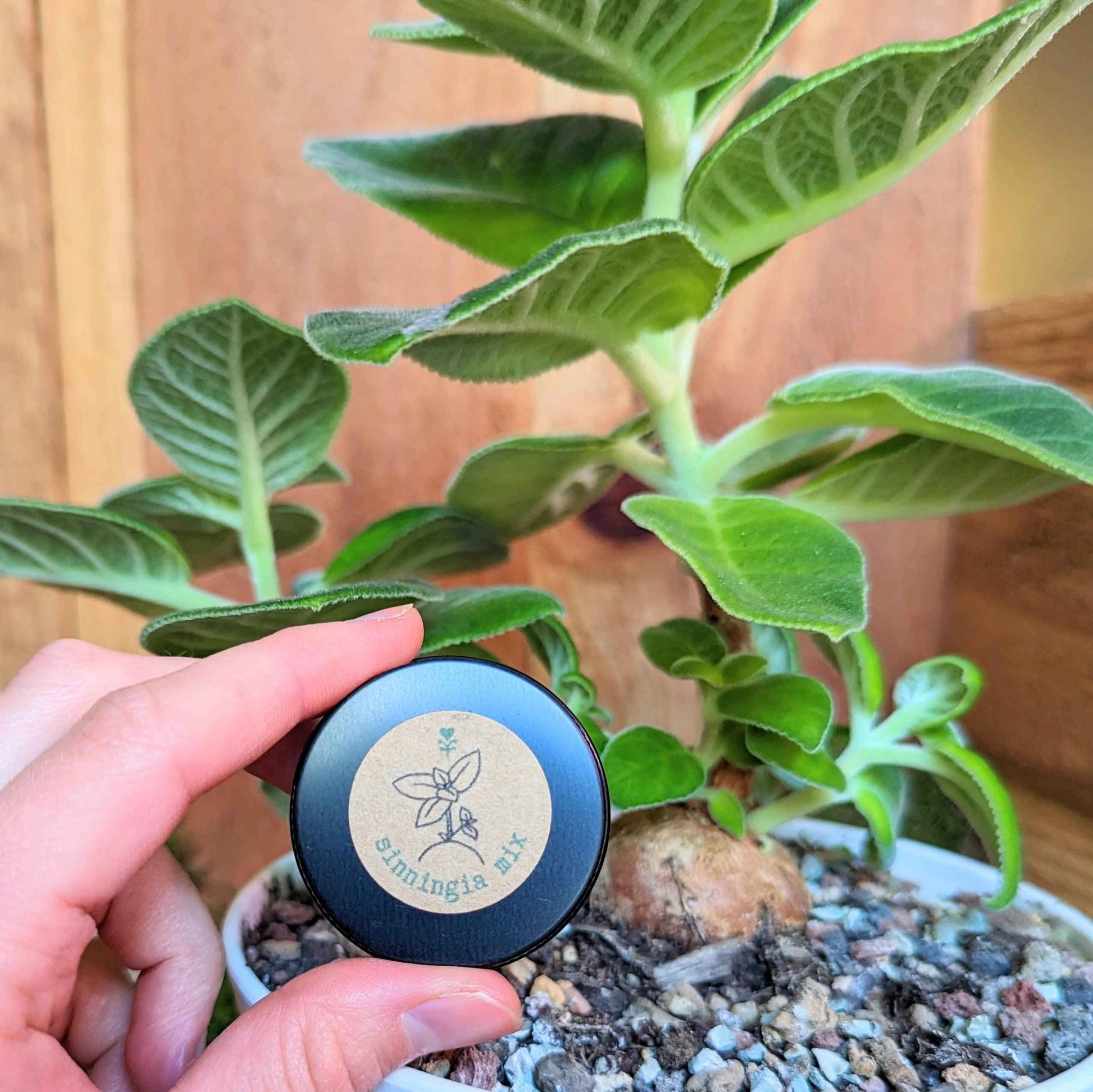 Hand pressing a Sinningia mix seed label into gravel beside fuzzy leaves