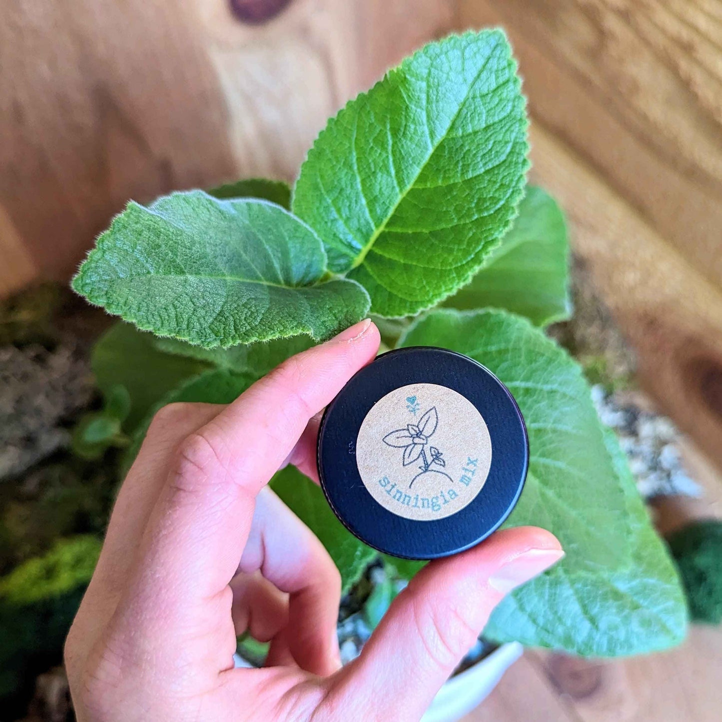 Seed label held in hands above large fuzzy green Sinningia leaves