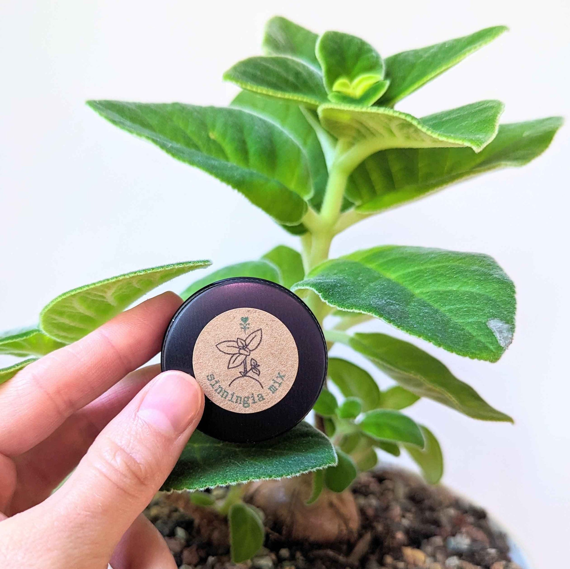 Sinningia mix “Gloxinia” seeds: hand holding seed pot with fuzzy green foliage