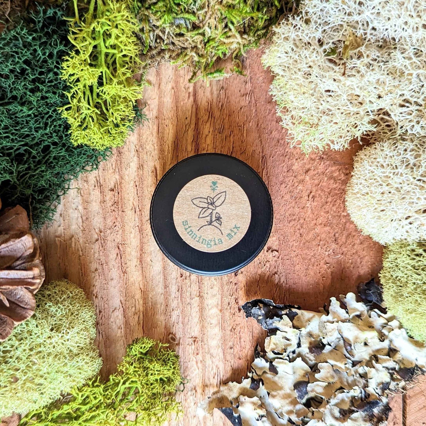 Sinningia mix “Gloxinia” seeds: branding disc on soil with moss and small sprout