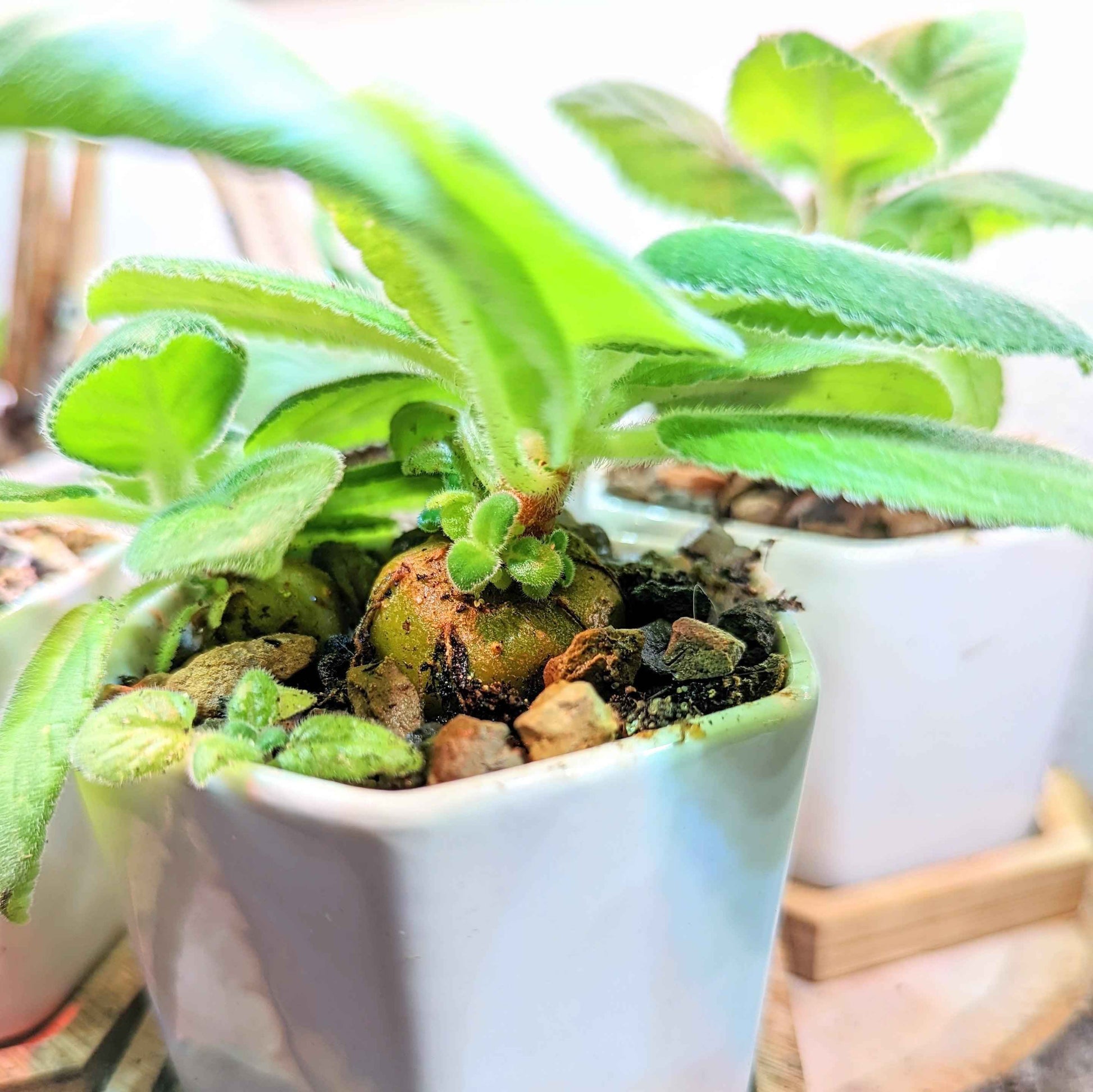 Sinningia mix “Gloxinia” seeds: seedlings in white planter with fuzzy green leaves