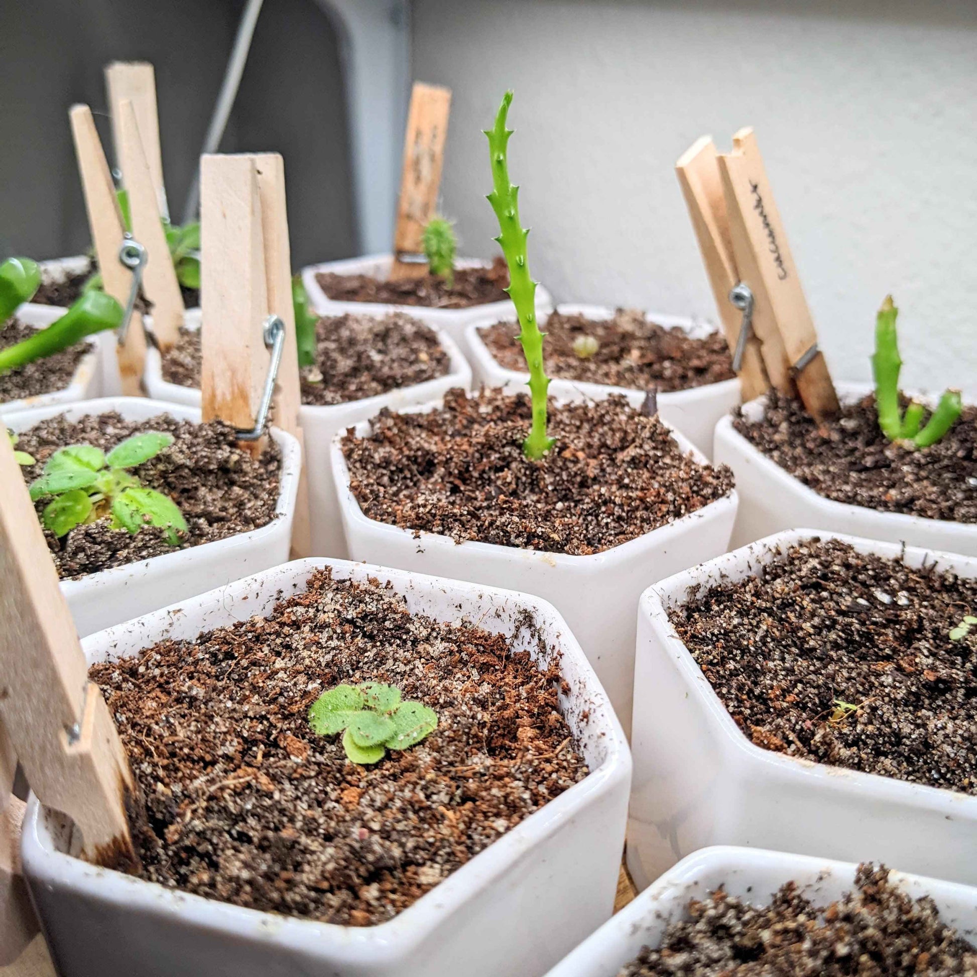 Sinningia mix “Gloxinia” seeds: multiple seedlings in small square containers with soil