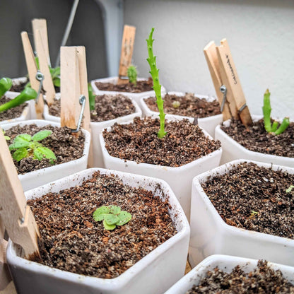 Sinningia mix “Gloxinia” seeds: multiple seedlings in small square containers with soil