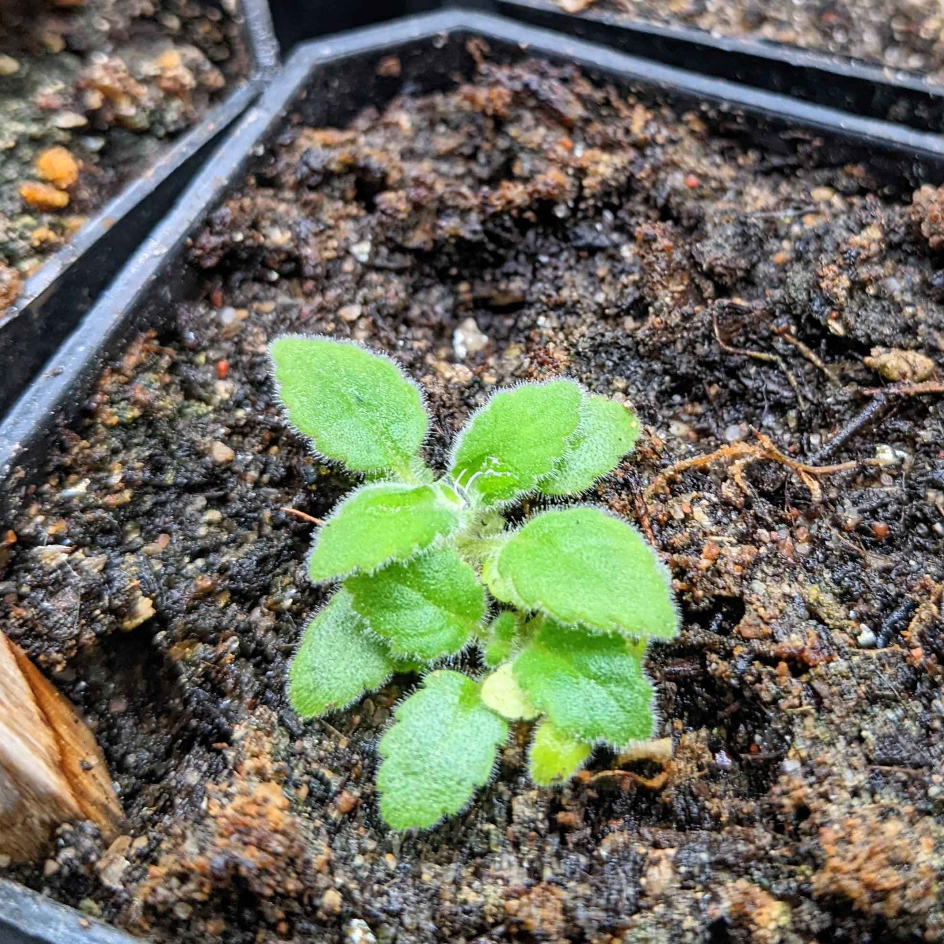 Sinningia mix “Gloxinia” seeds: close-up of fresh green fuzzy seedling leaves