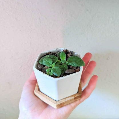 Sinningia mix “Gloxinia” seeds: small potted seedling held in hand, green leaves