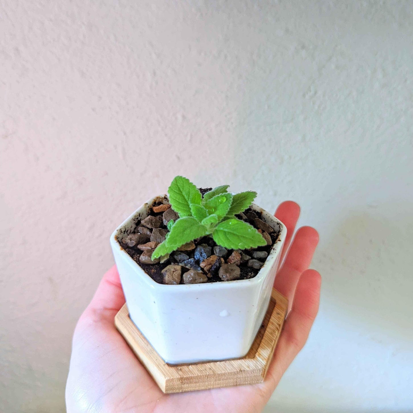 Sinningia mix “Gloxinia” seeds: potted seedling with new leaves in white square pot