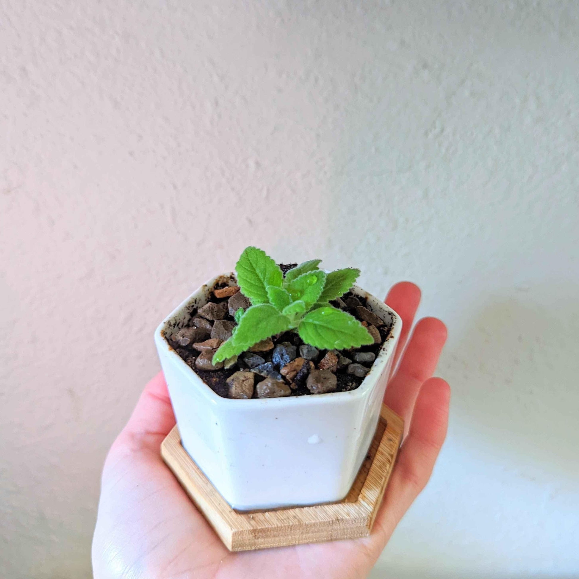 Sinningia mix “Gloxinia” seeds: potted seedling with new leaves in white square pot