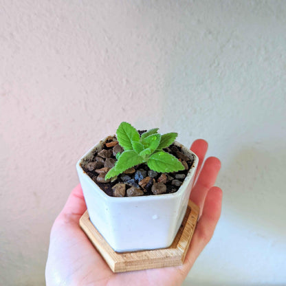 Sinningia mix “Gloxinia” seeds: potted seedling with new leaves in white square pot