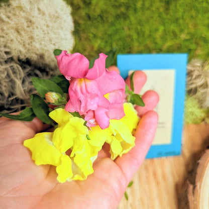 Snapdragon Mix Seeds