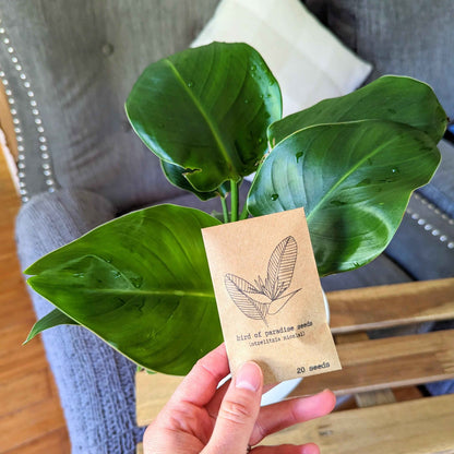 Strelitzia nicolai Saatgutbeutel, 20 Bird-of-Paradise-Samen, in Hand