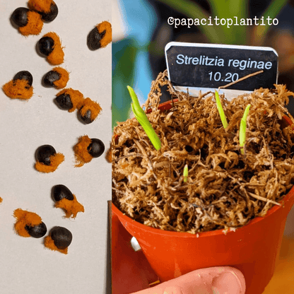 Bird of paradise seeds with small green sprouts in a pot