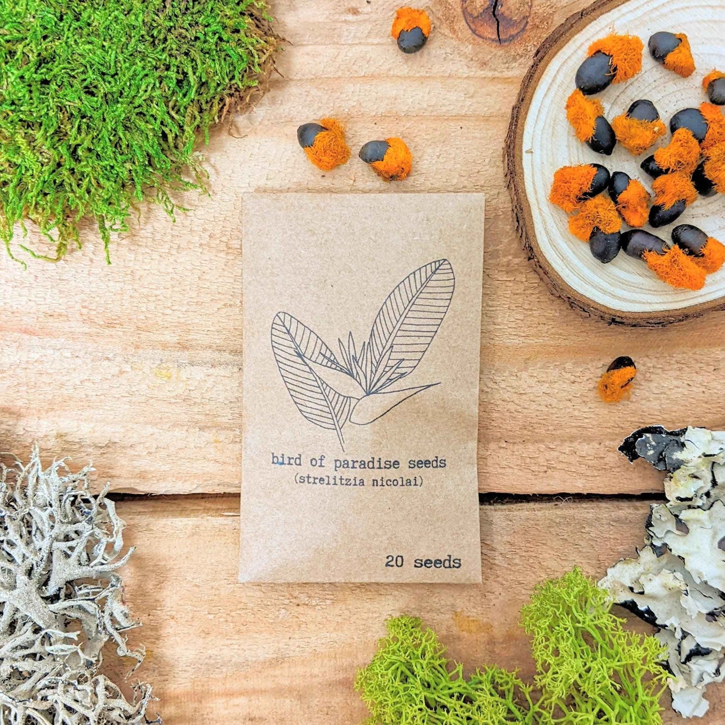Strelitzia nicolai seed packet (white) with loose bird of paradise seeds