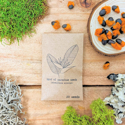 Strelitzia nicolai seed packet (white) with loose bird of paradise seeds