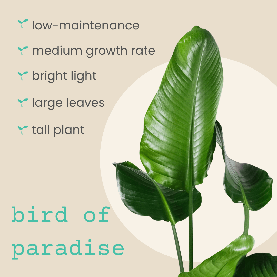 Bird of paradise plant with tall, broad green leaves