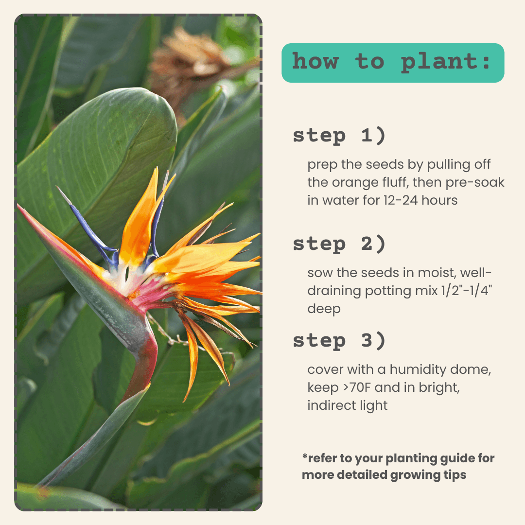 Bird of paradise planting guide panel next to a blooming bird-of-paradise flower