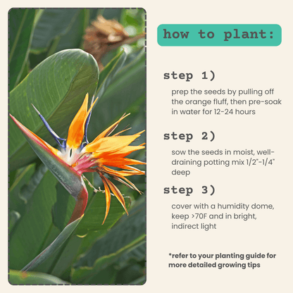 Bird of paradise planting guide panel next to a blooming bird-of-paradise flower