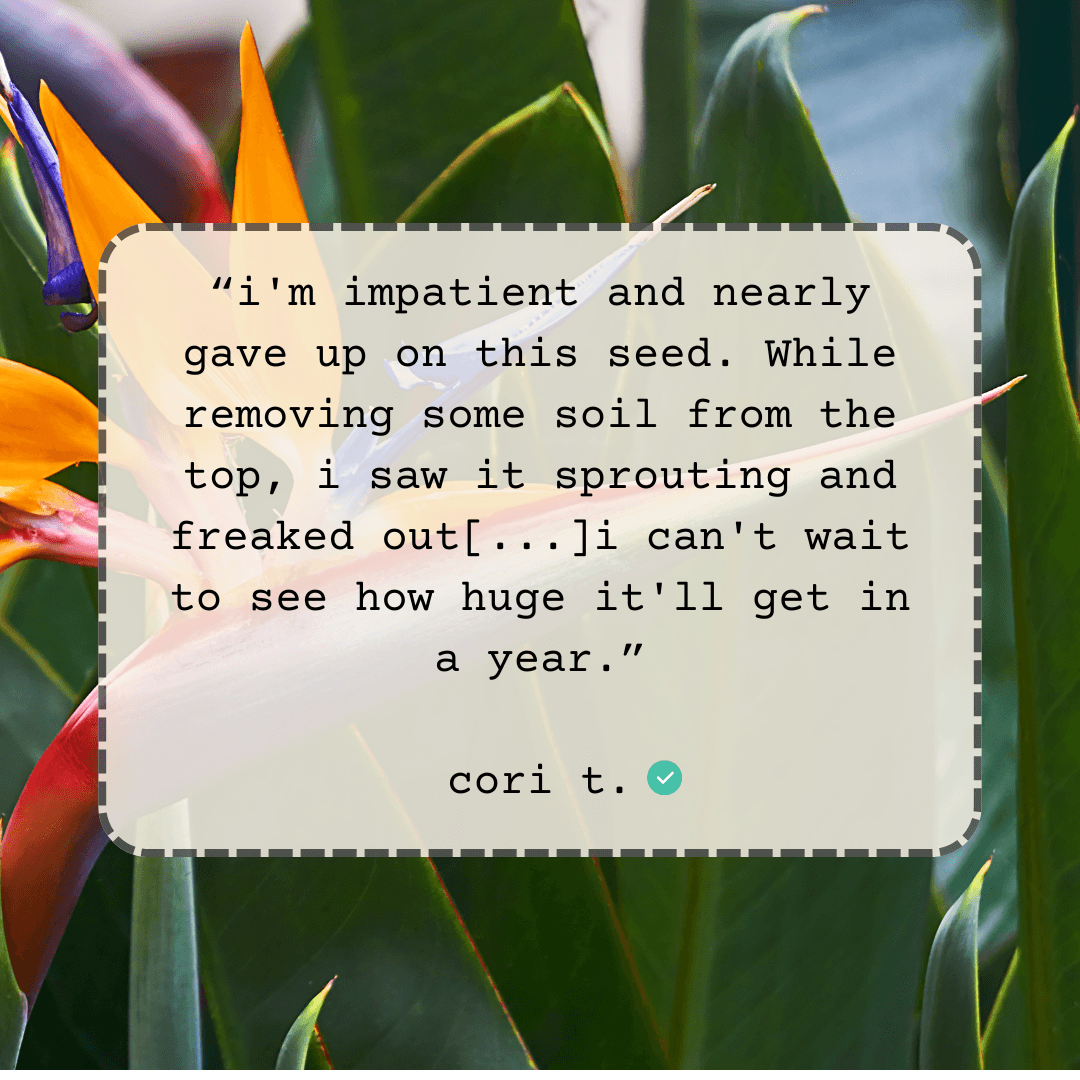 Bird of paradise seed info quote overlay on the plant leaves