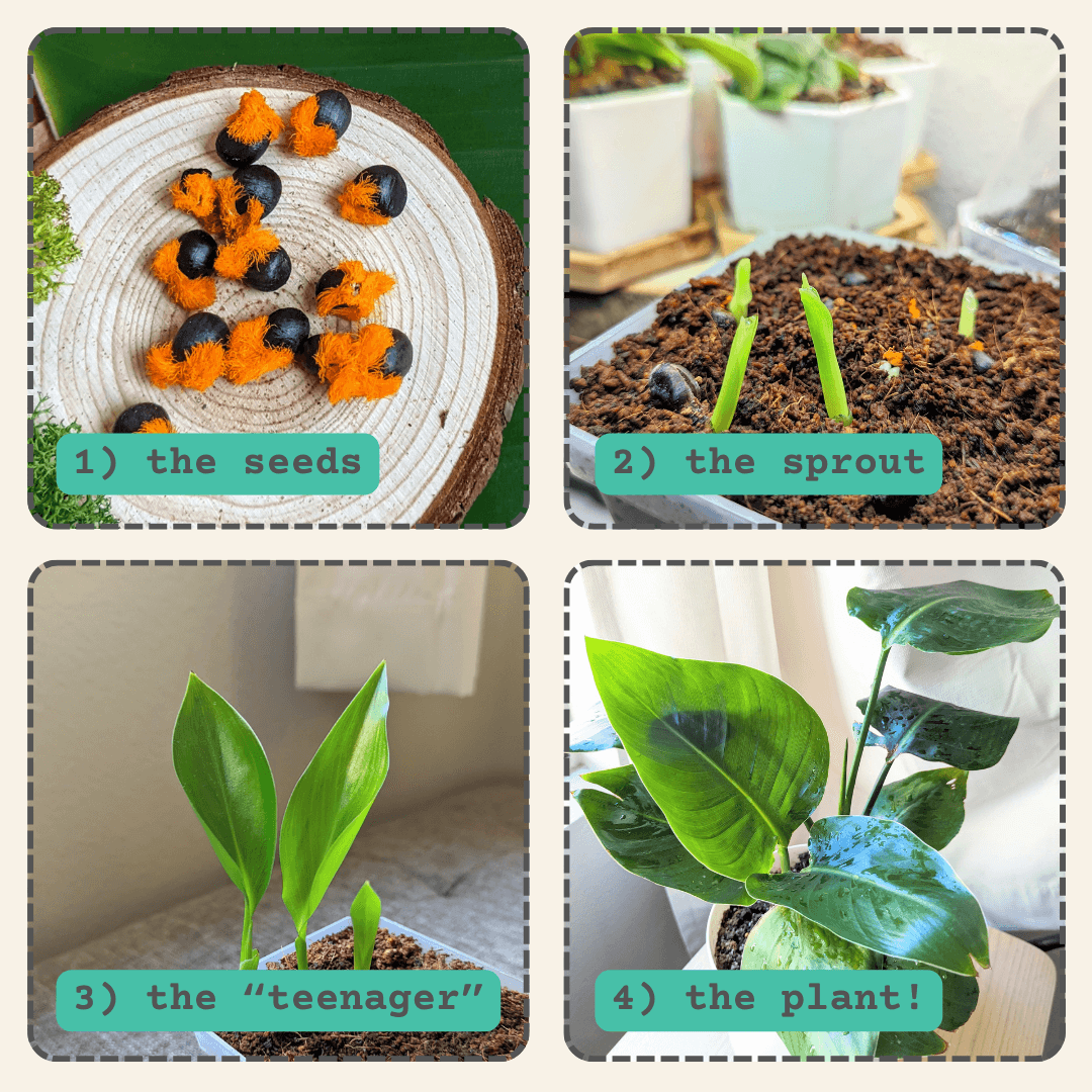 Bird of paradise growth steps: seeds, sprout, teen plant, and full plant
