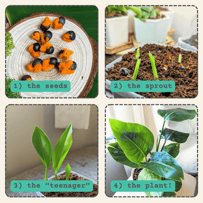 Bird of paradise growth steps: seeds, sprout, teen plant, and full plant