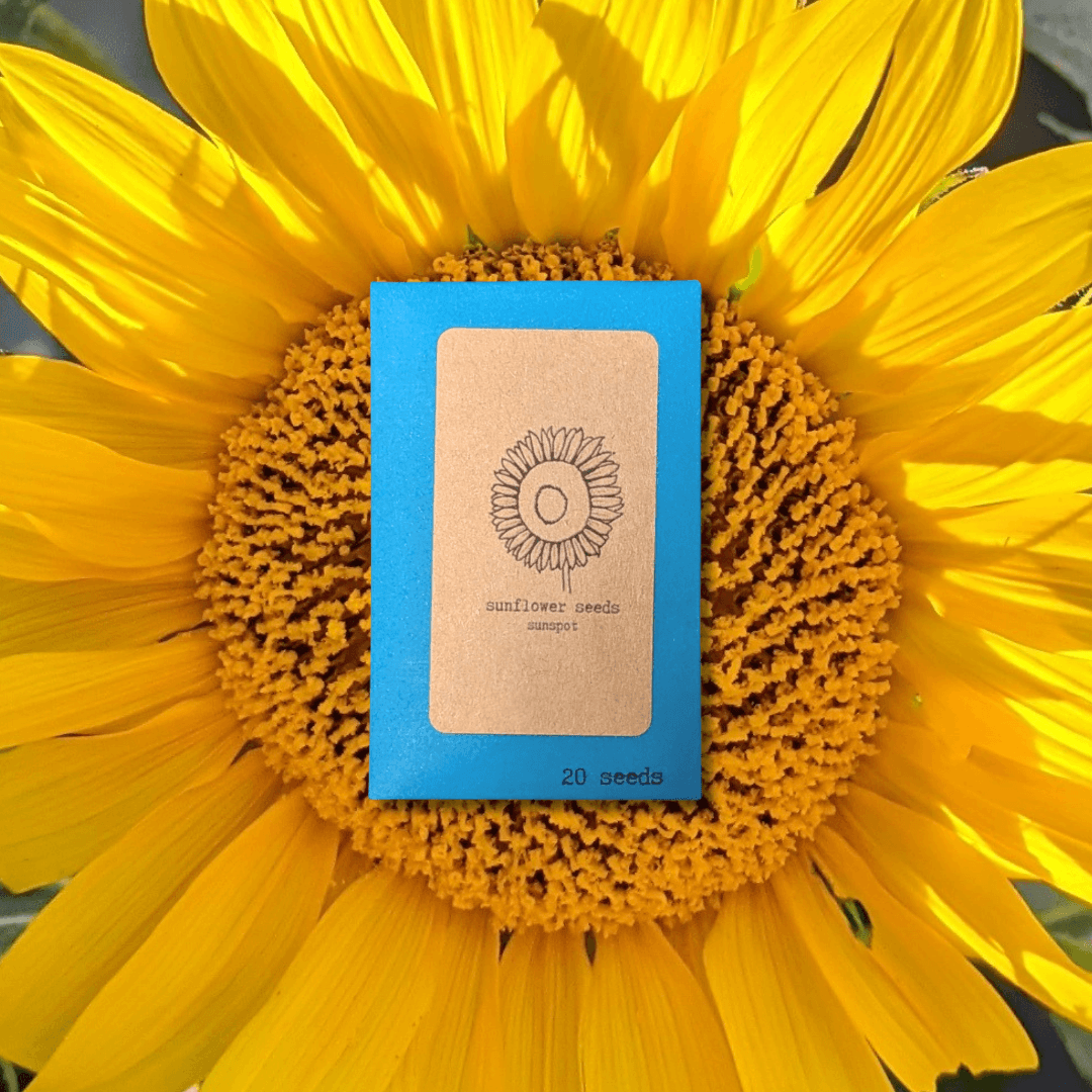 Sunspot Sunflower Seeds packet on yellow sunflower bloom, 20 seeds