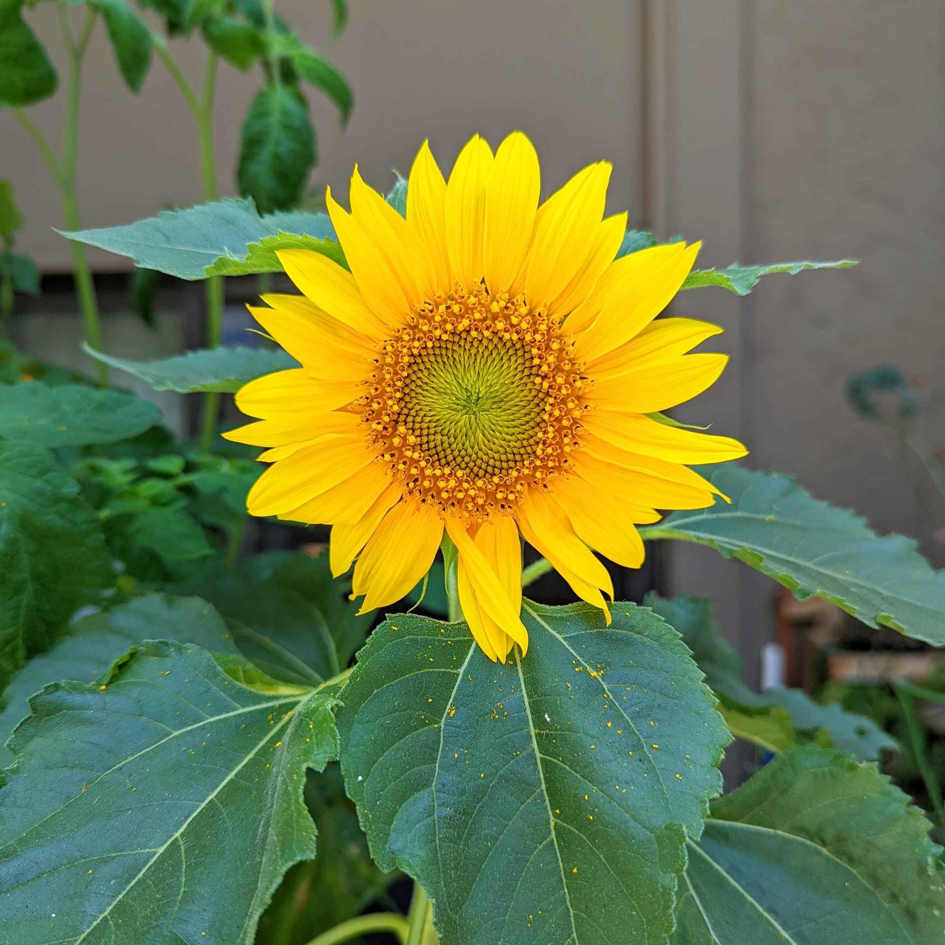 Sunspot Sunflower Seeds sunflower head with green center and yellow petals