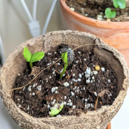 Sunspot Sunflower Seeds sprouts in a small pot with soil