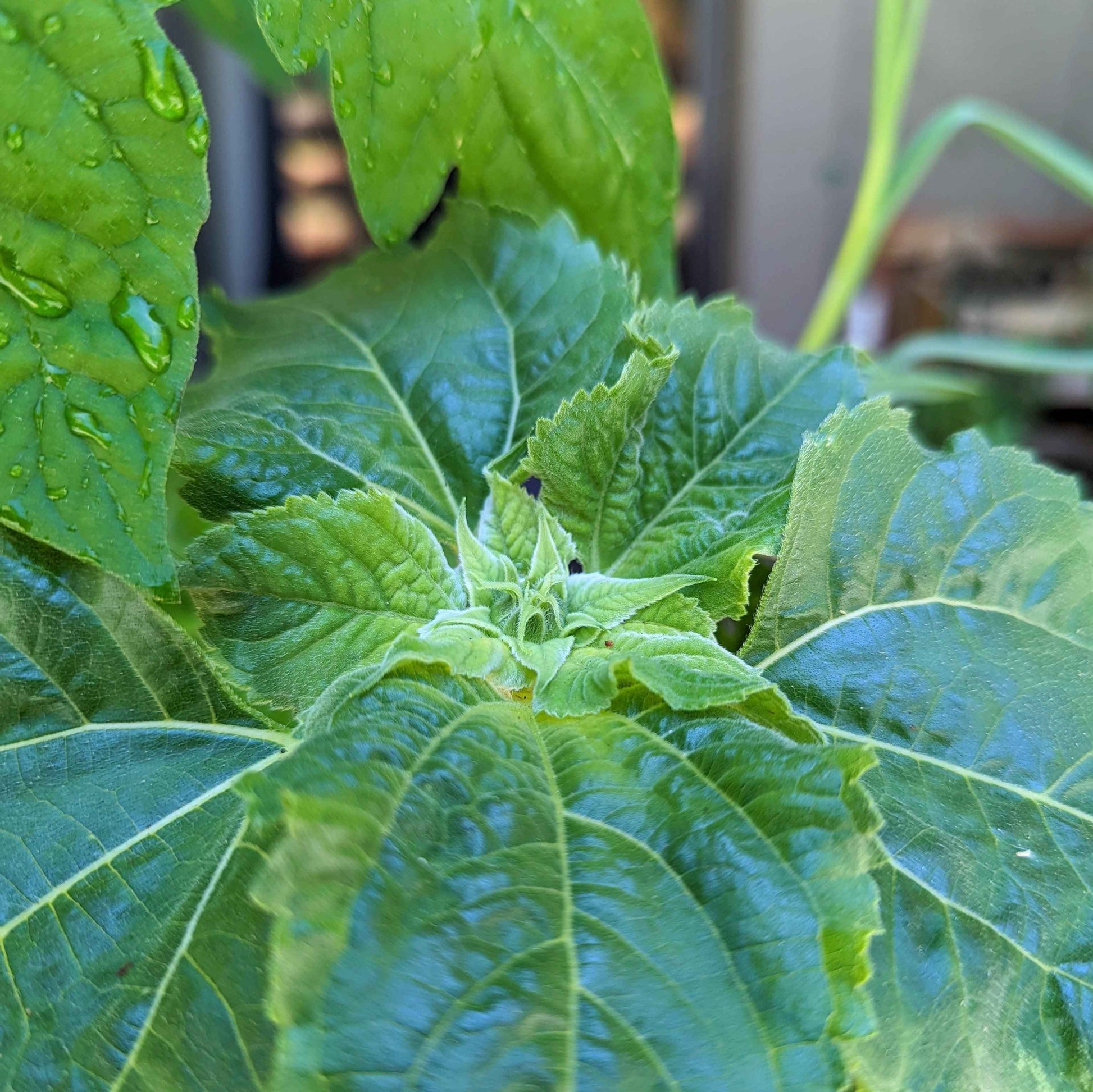 Sunspot Sunflower Seeds leafy seedling cluster with green leaves