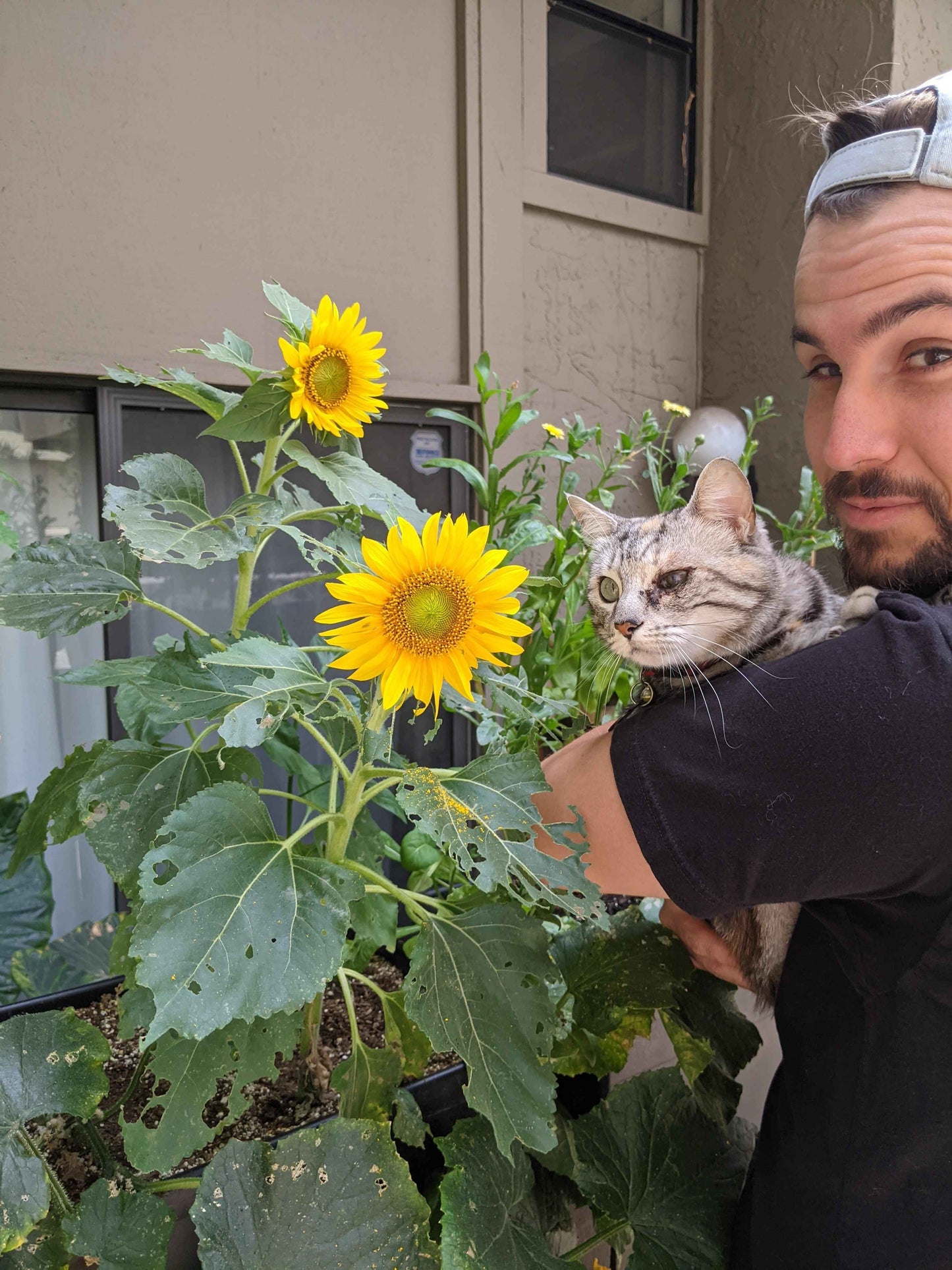 Sunspot Sunflower Seeds growing plants with two yellow sunflowers