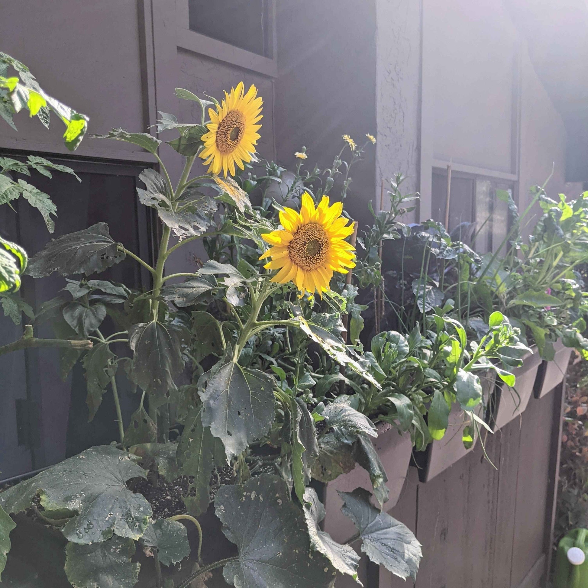Sunspot Sunflower Seeds balcony planters with multiple yellow sunflowers