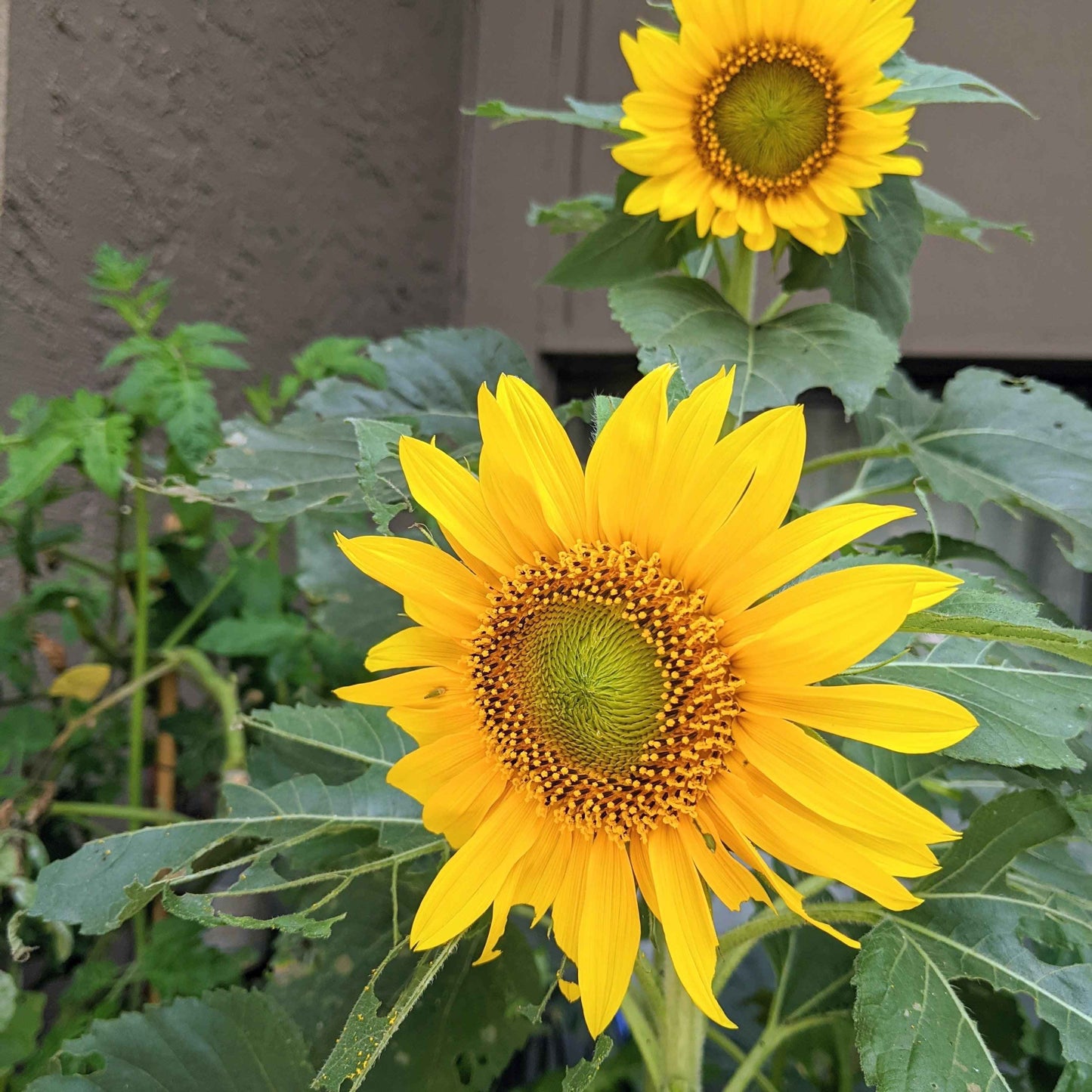 Sunspot Sunflower Seeds sunflower in bloom with yellow petals
