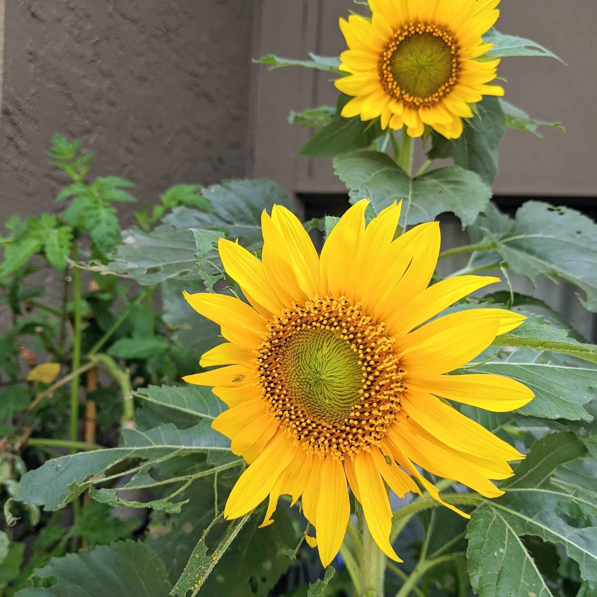 Sunspot Sunflower Seeds sunflower in bloom with yellow petals