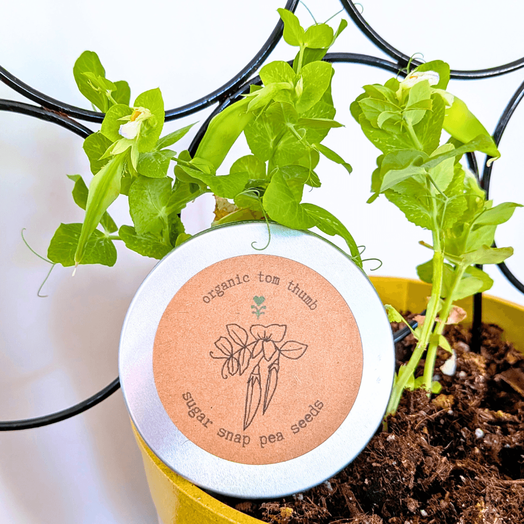 Sugar snap pea seeds packet with orange label and pea pod illustration