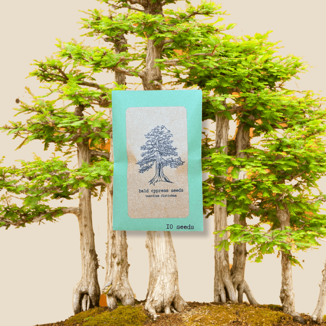 Bald cypress seeds packet with tree illustration, 10 seeds