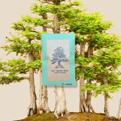 Bald cypress seeds packet with tree illustration, 10 seeds