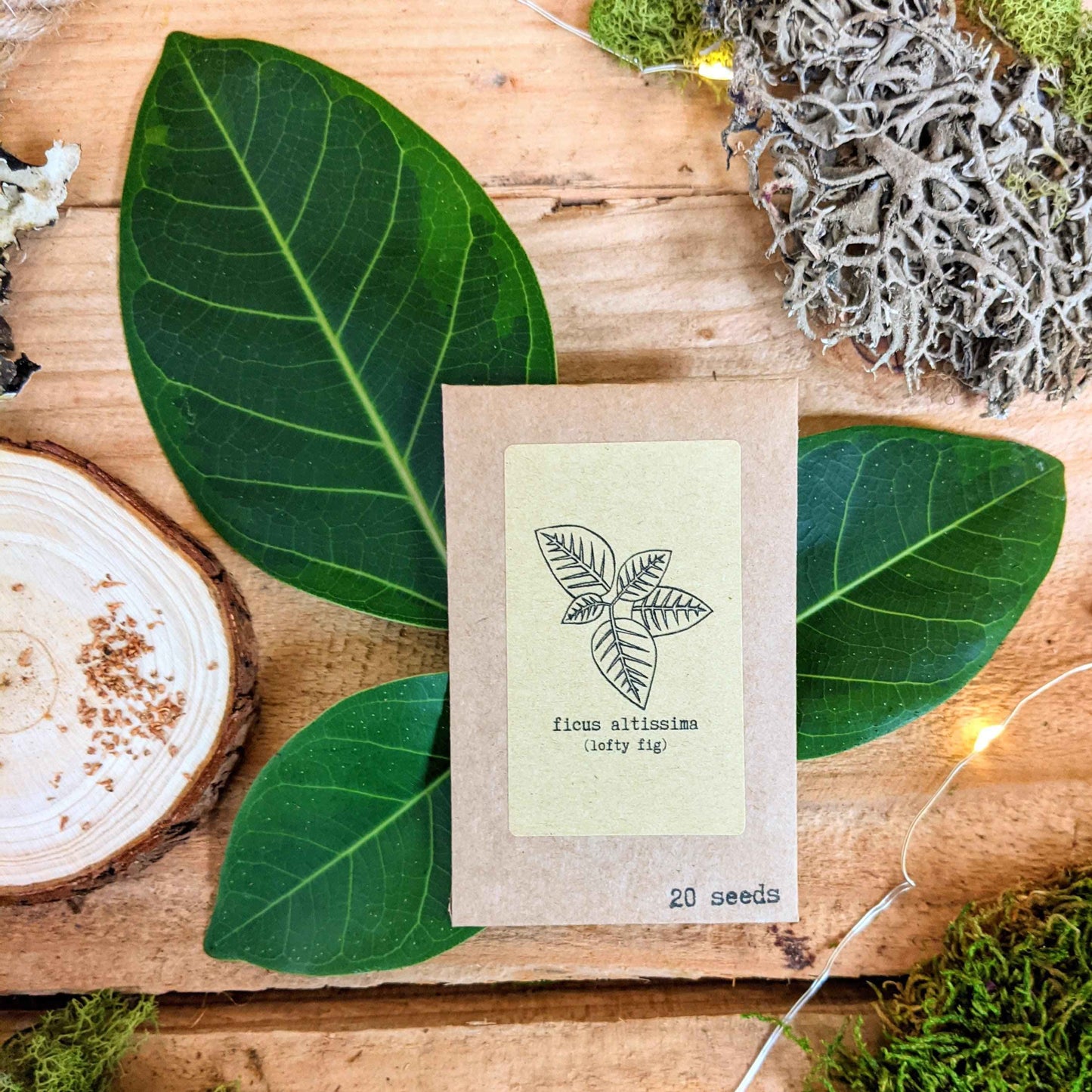 Ficus altissima seed packet, 20 seeds, kraft paper sleeve with line drawing