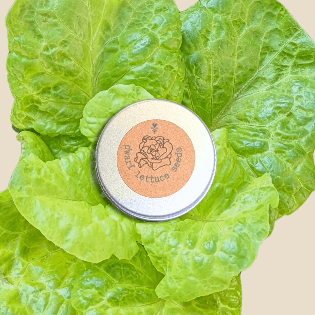 Organic Tom Thumb lettuce seeds tin on green lettuce leaves