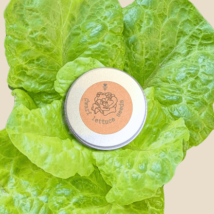 Organic Tom Thumb lettuce seeds tin on green lettuce leaves