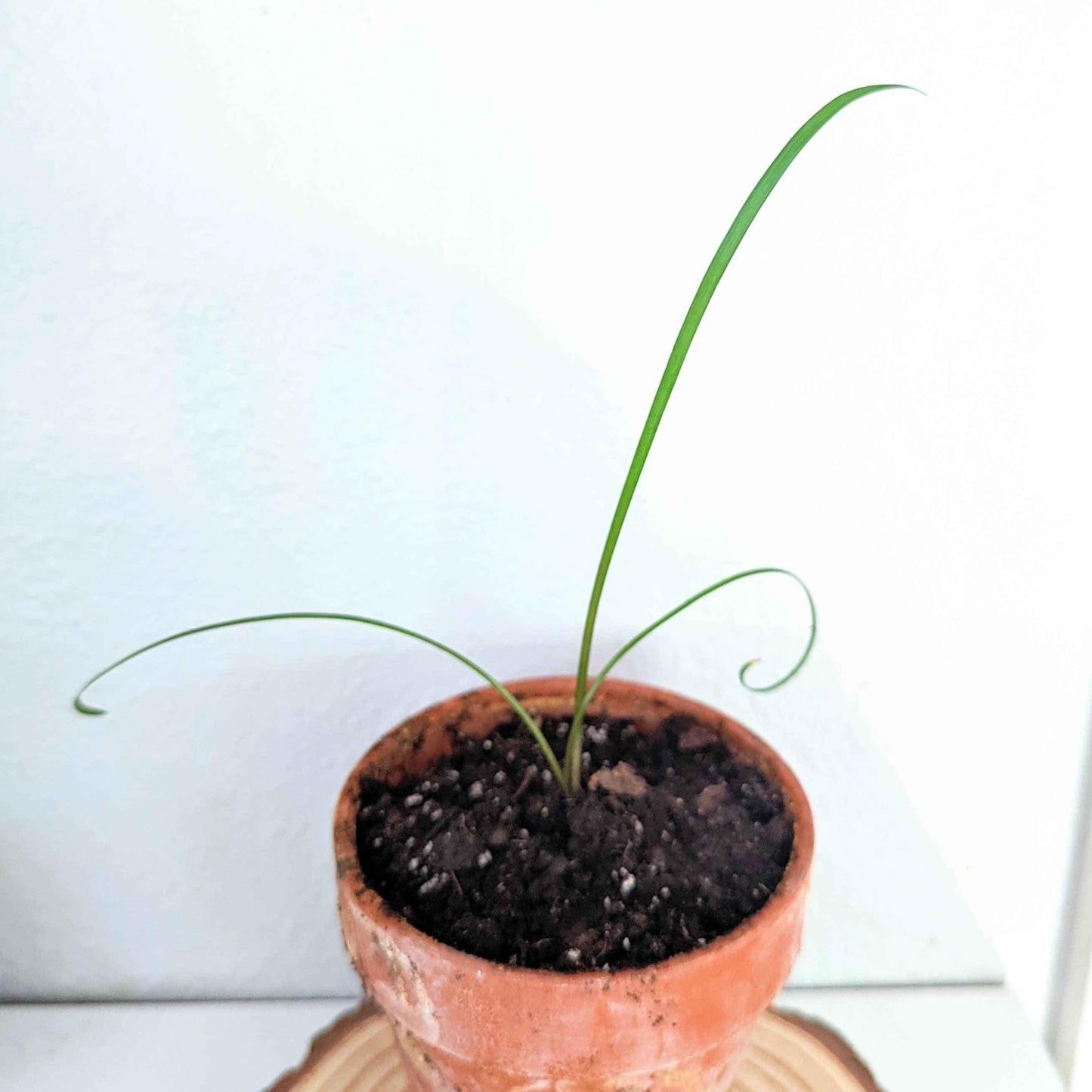 Young tulbaghia seedlings in a small terracotta pot