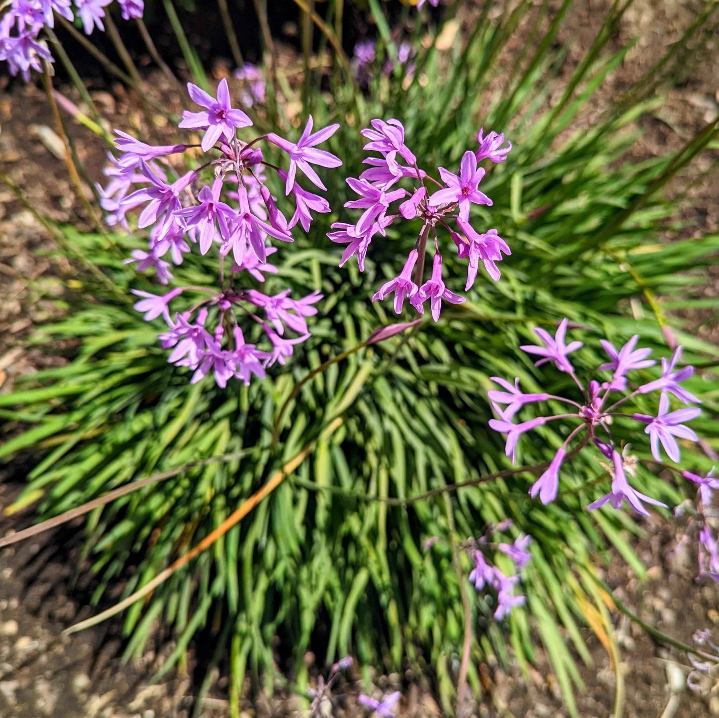 Tulbaghia violacea 'Society Garlic' purple flower clusters on green stems