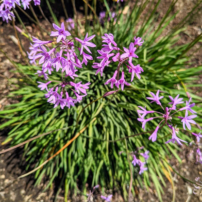 Tulbaghia violacea 'Society Garlic' purple flower clusters on green stems