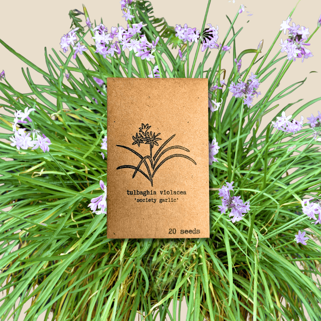 Tulbaghia violacea 'Society Garlic' seed packet, 20 seeds