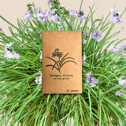 Tulbaghia violacea 'Society Garlic' seed packet, 20 seeds