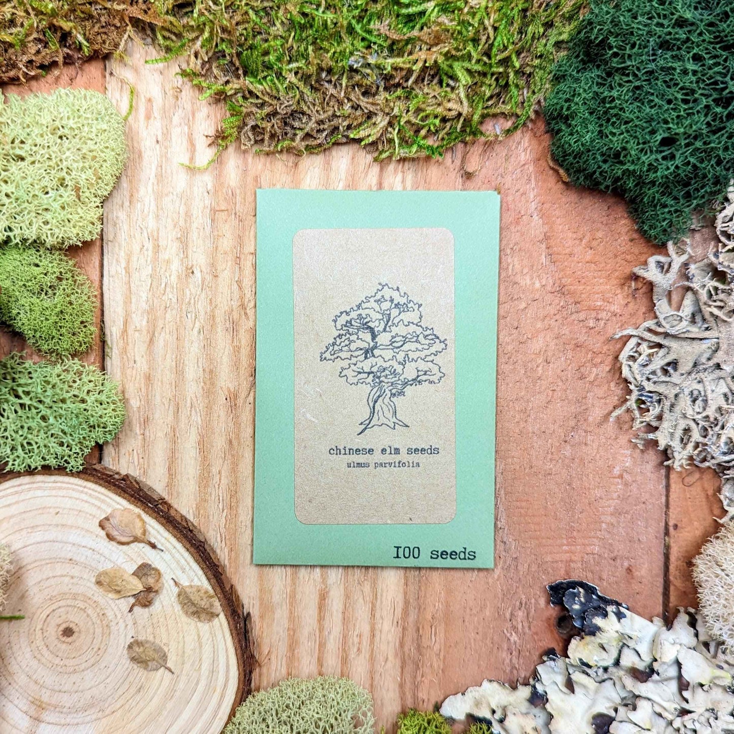 Chinese elm seed packet close-up, turquoise with tree line art and 100 seeds label