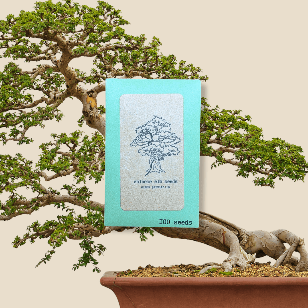 Chinese elm seed packet, turquoise with tree line art and 100 seeds label