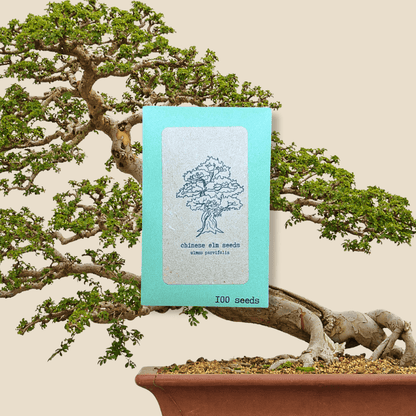 Chinese elm seed packet, turquoise with tree line art and 100 seeds label