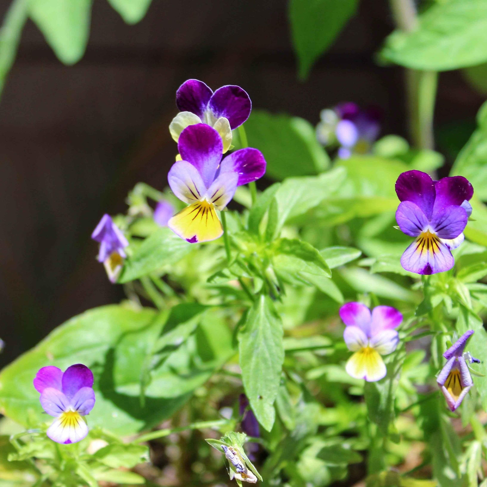 Johnny Jump-Up viola flowers with purple petals and yellow centers on green foliage