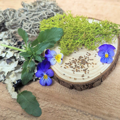 Johnny Jump-Up viola seeds on a wooden slice with purple-blue flowers and green leaves