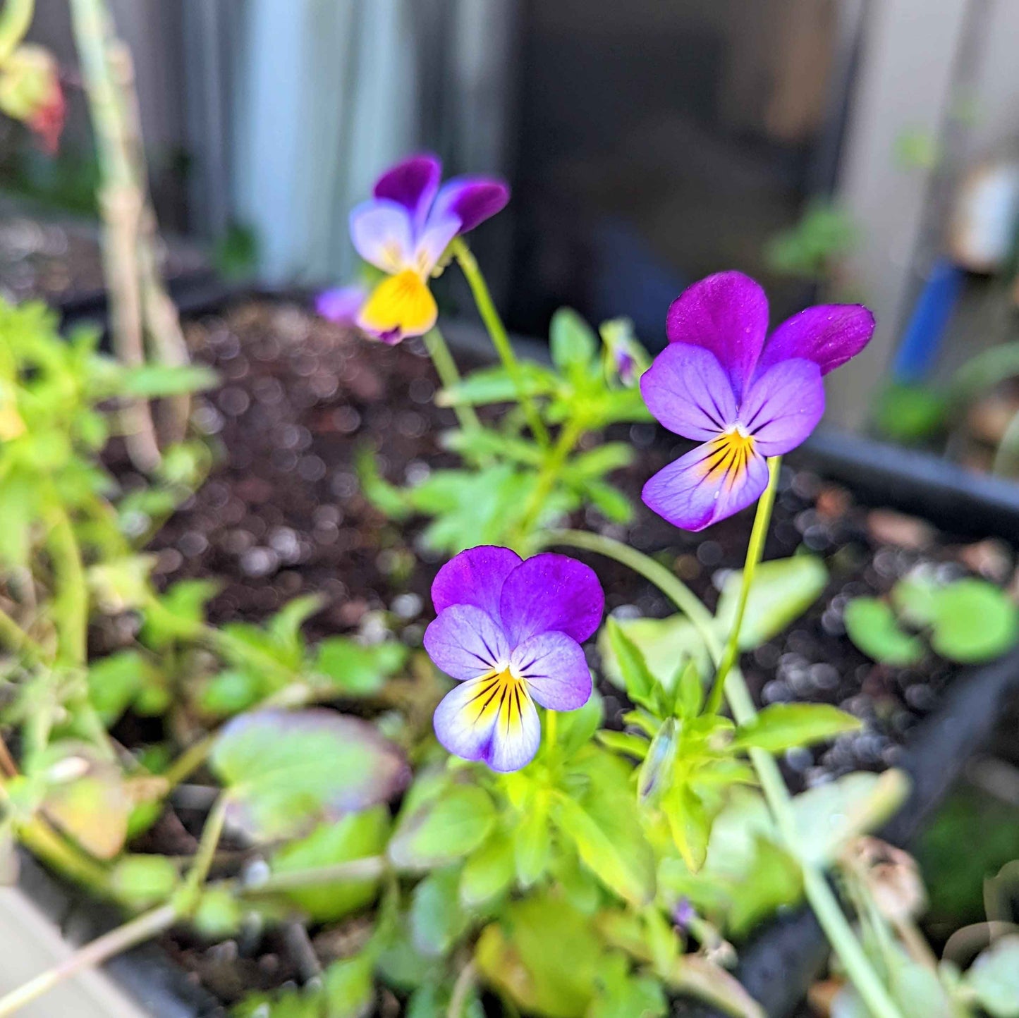 Purple and yellow Johnny Jump-Up viola flowers on green leaves in a garden bed