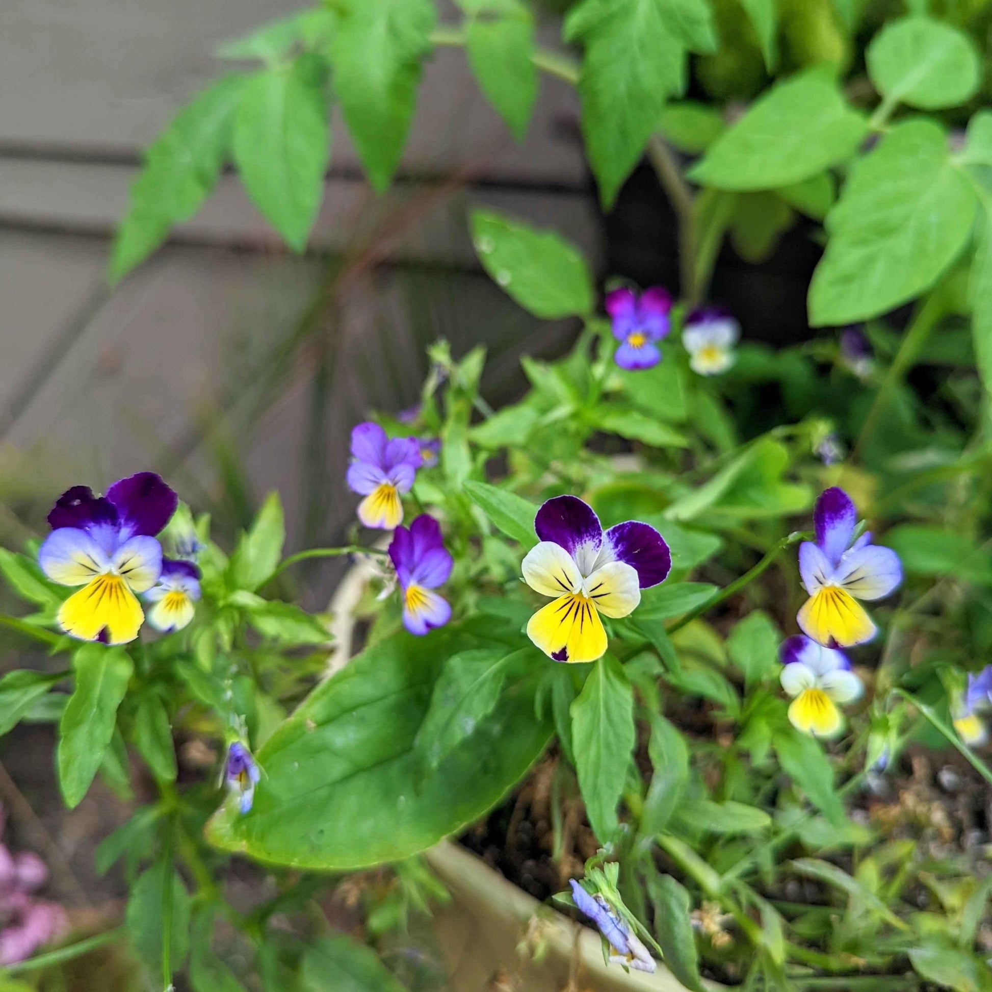 Johnny Jump-Up viola flowers and foliage in a garden bed, purple blooms with yellow centers
